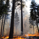 The U.S. Forest Service conducts a prescribed burn in Stanislaus-Tuolumne Experimental Forest, California.